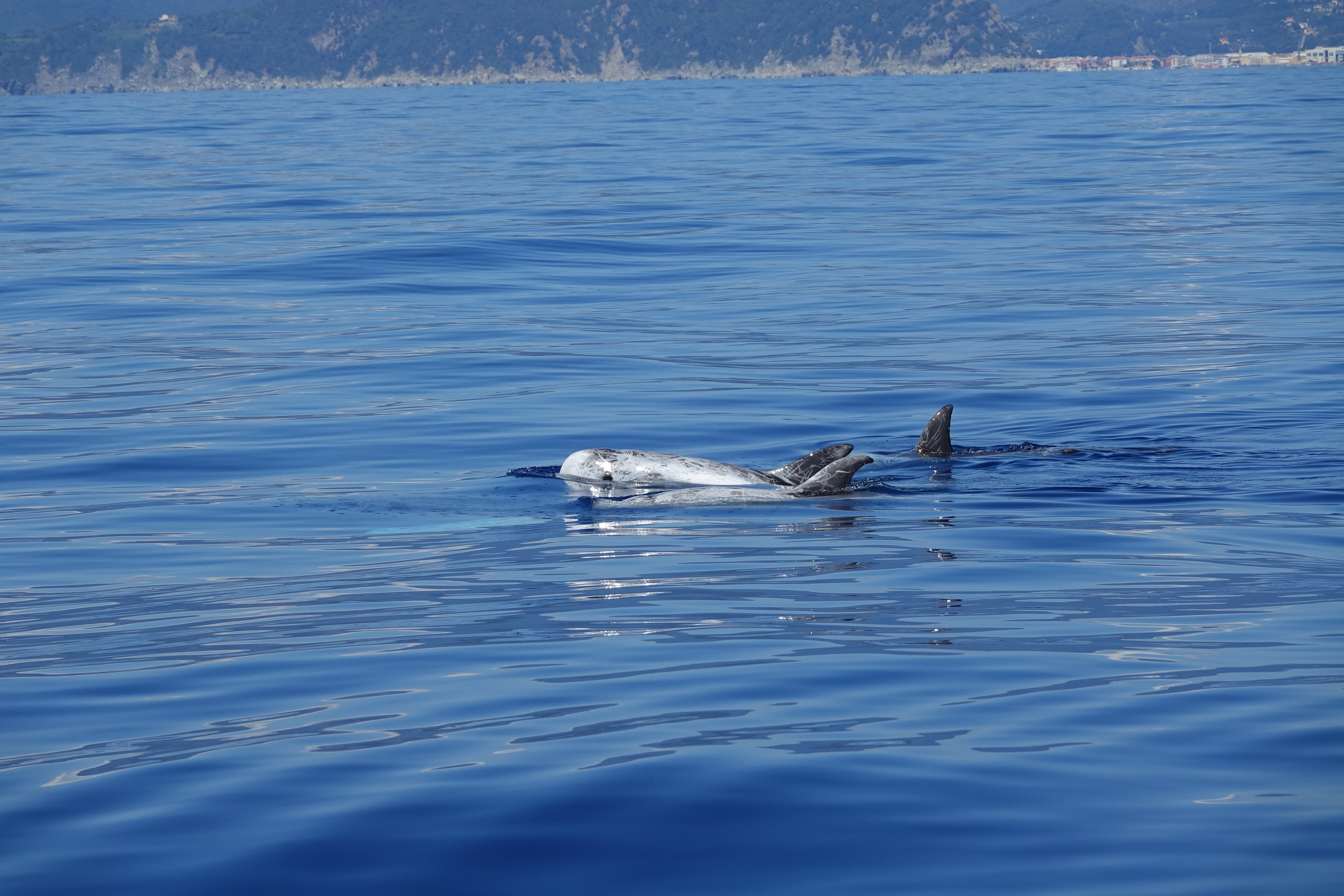 Settimana vela e balene
