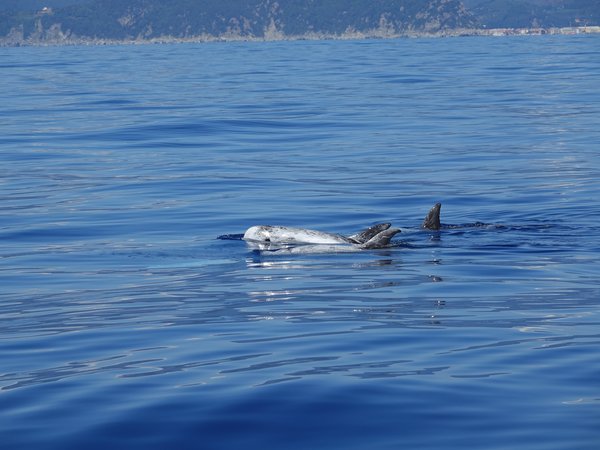 Settimana vela e balene
