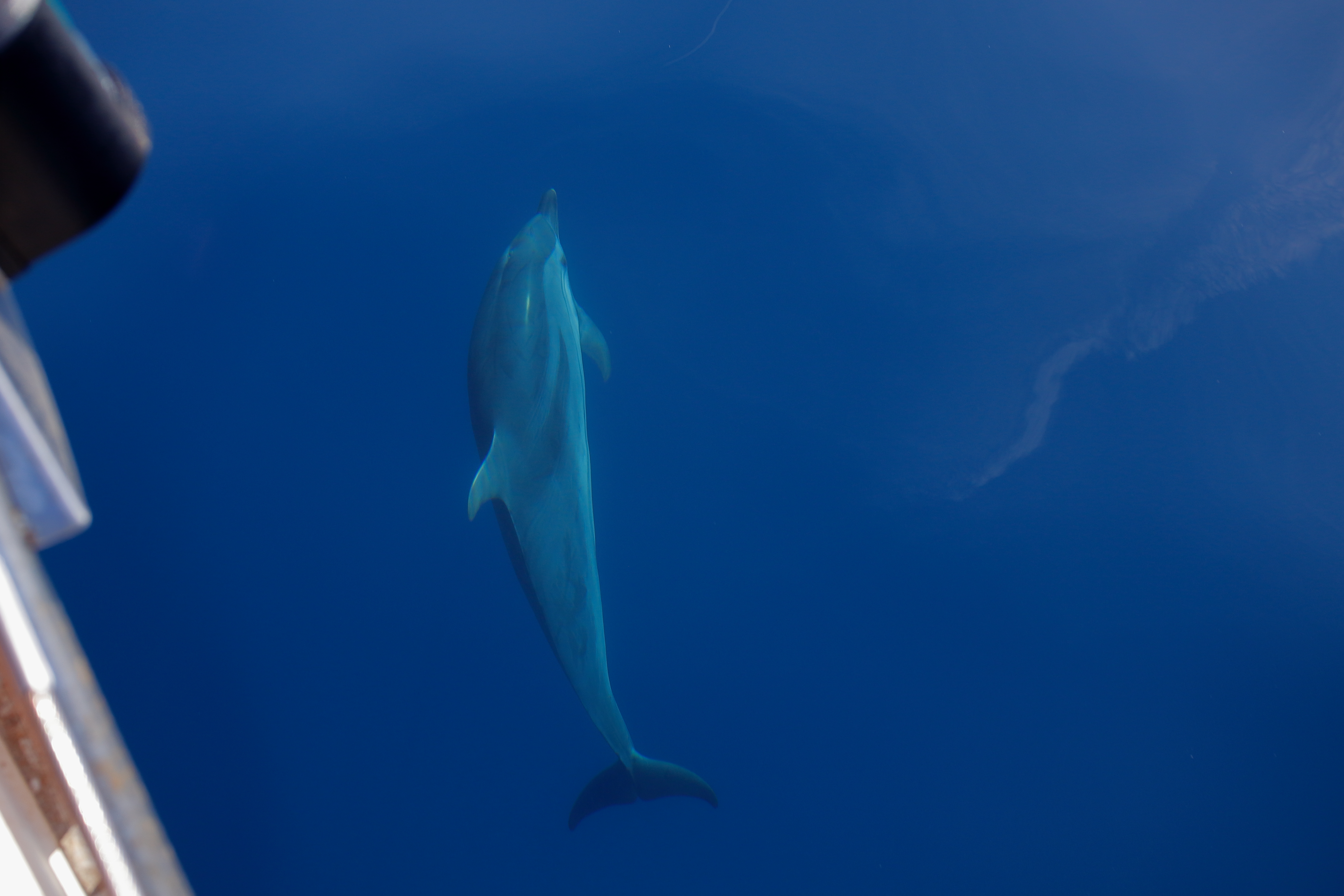 Nord della Corsica e Balene