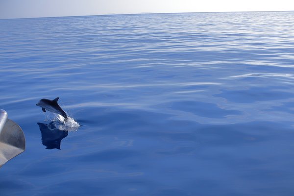 Nord della Corsica e Balene
