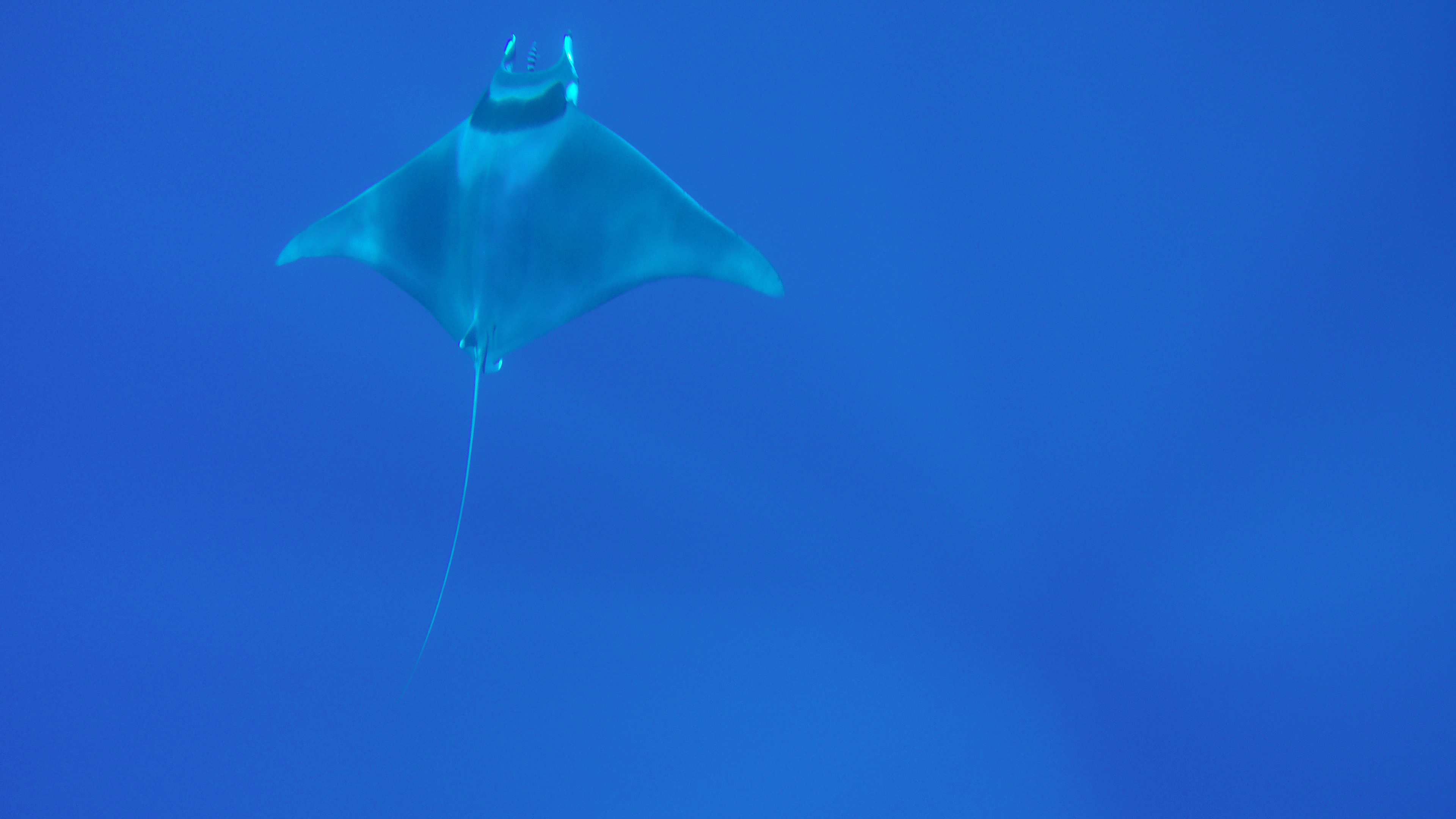 Nord della Corsica e Balene